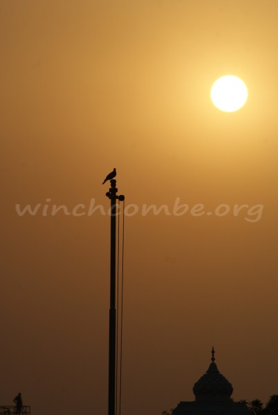 bird on pole